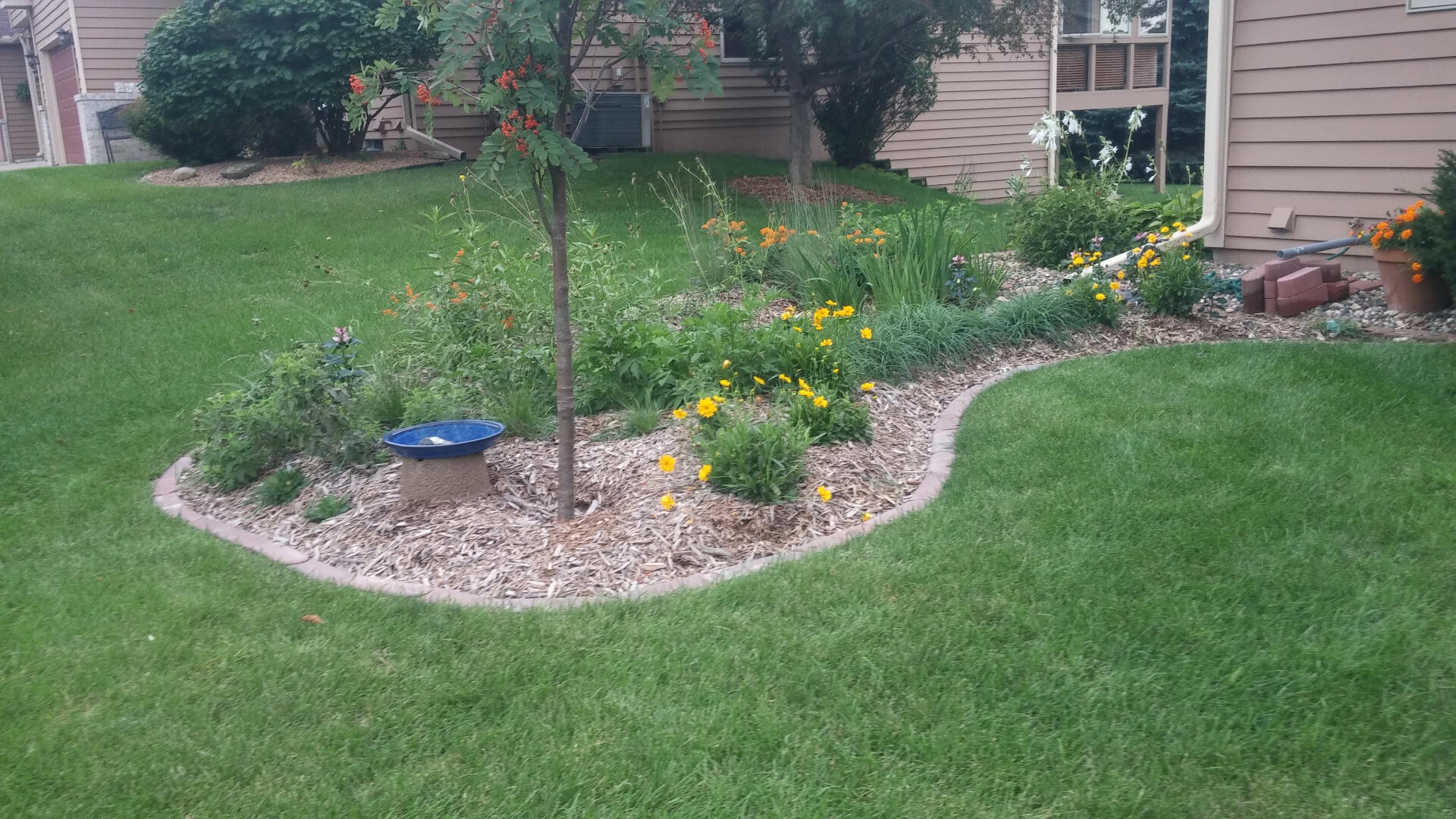 Rain Garden 1 year after planting